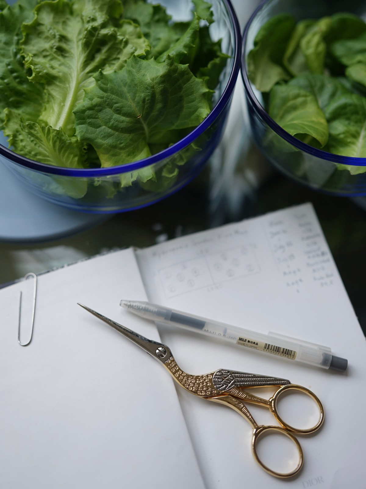 Hydroponic Smart Garden: Morphology as Boston & Buttercrunch Leaf Observation – Lettuces&nbsp;Biometrics.